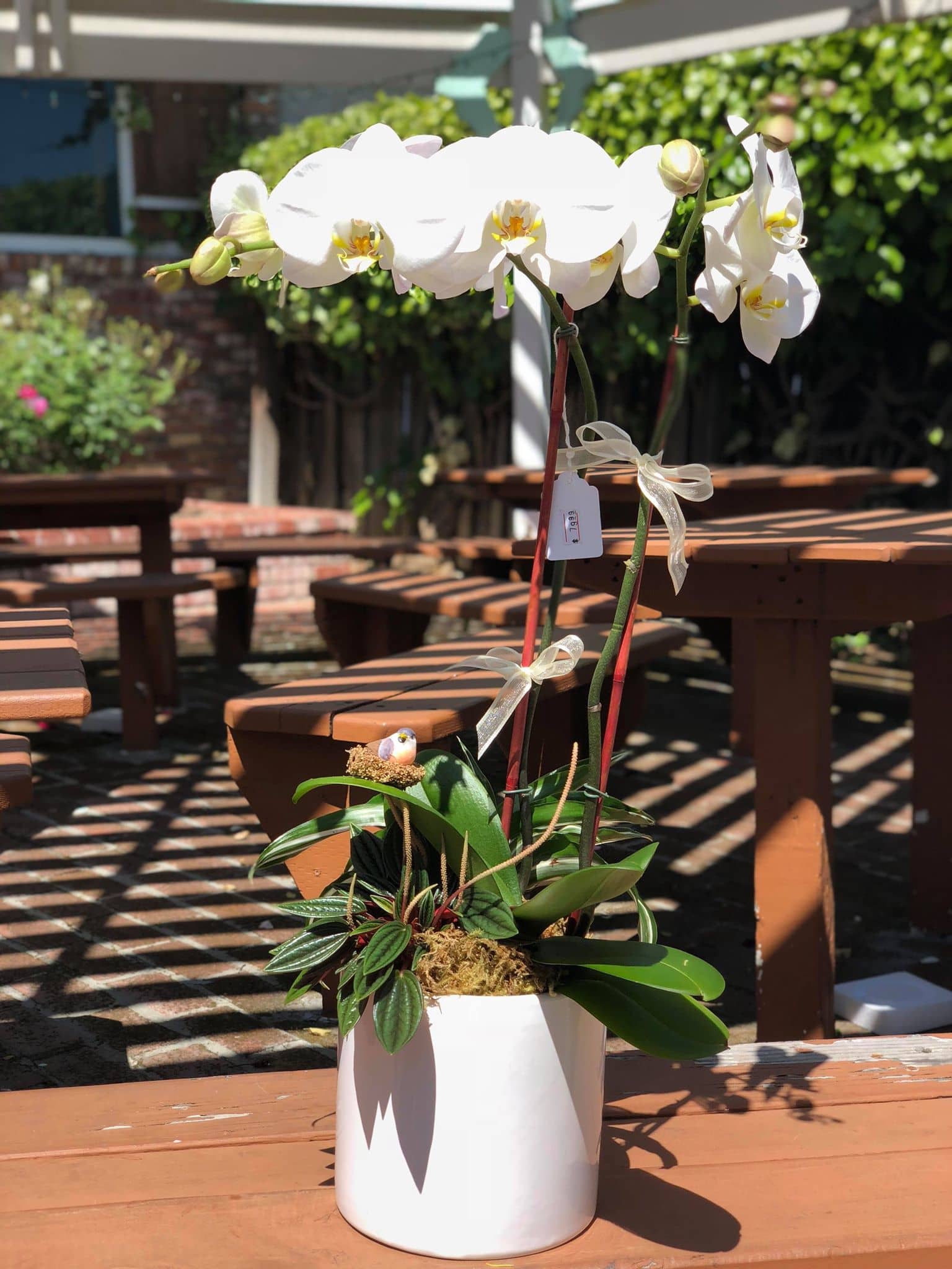 Double White Philanopsis Orchid - -Single stem philanopsis orchid -little bird nest -White ceramic