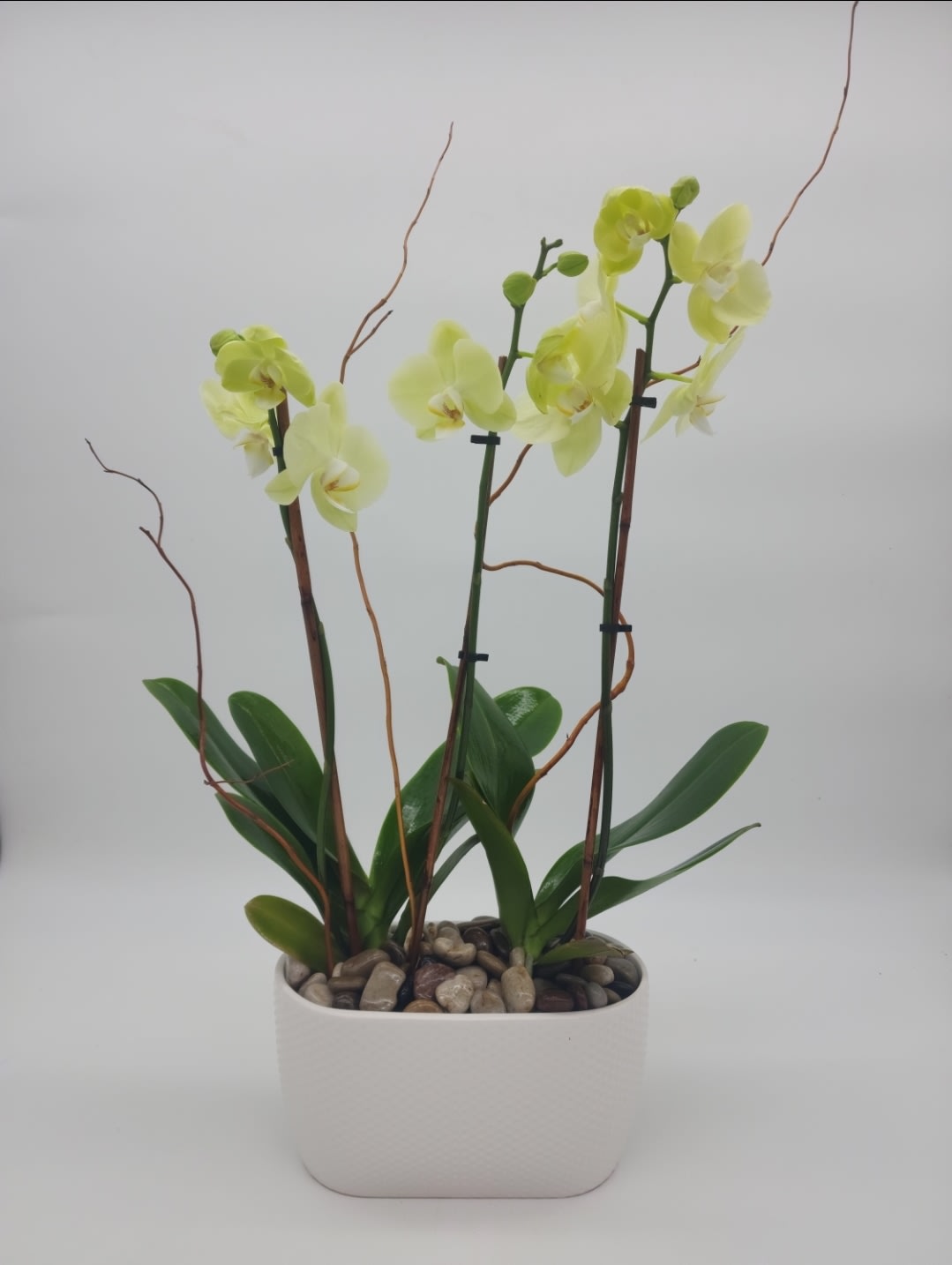 Double Orchid - What’s better than one white phalaenopsis orchid? Two of these beautiful orchid plants,  An elegant presentation, and an appropriate gift for any occasion. Available in many colors.