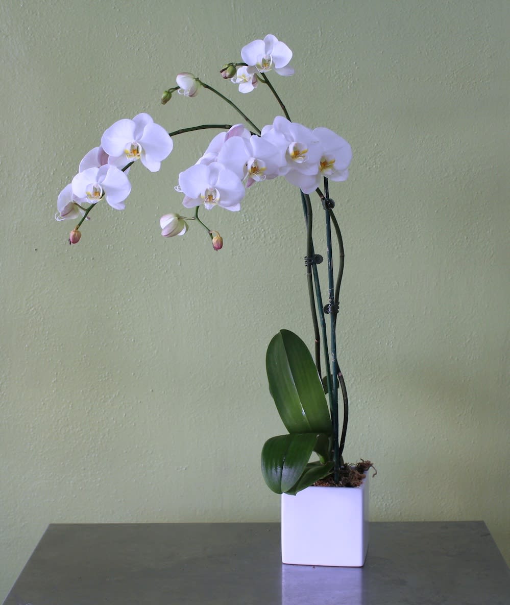 White Orchid Plant - Beautiful Specimen White Orchid Plant in a white vase. We will send a double stem Orchid when available.