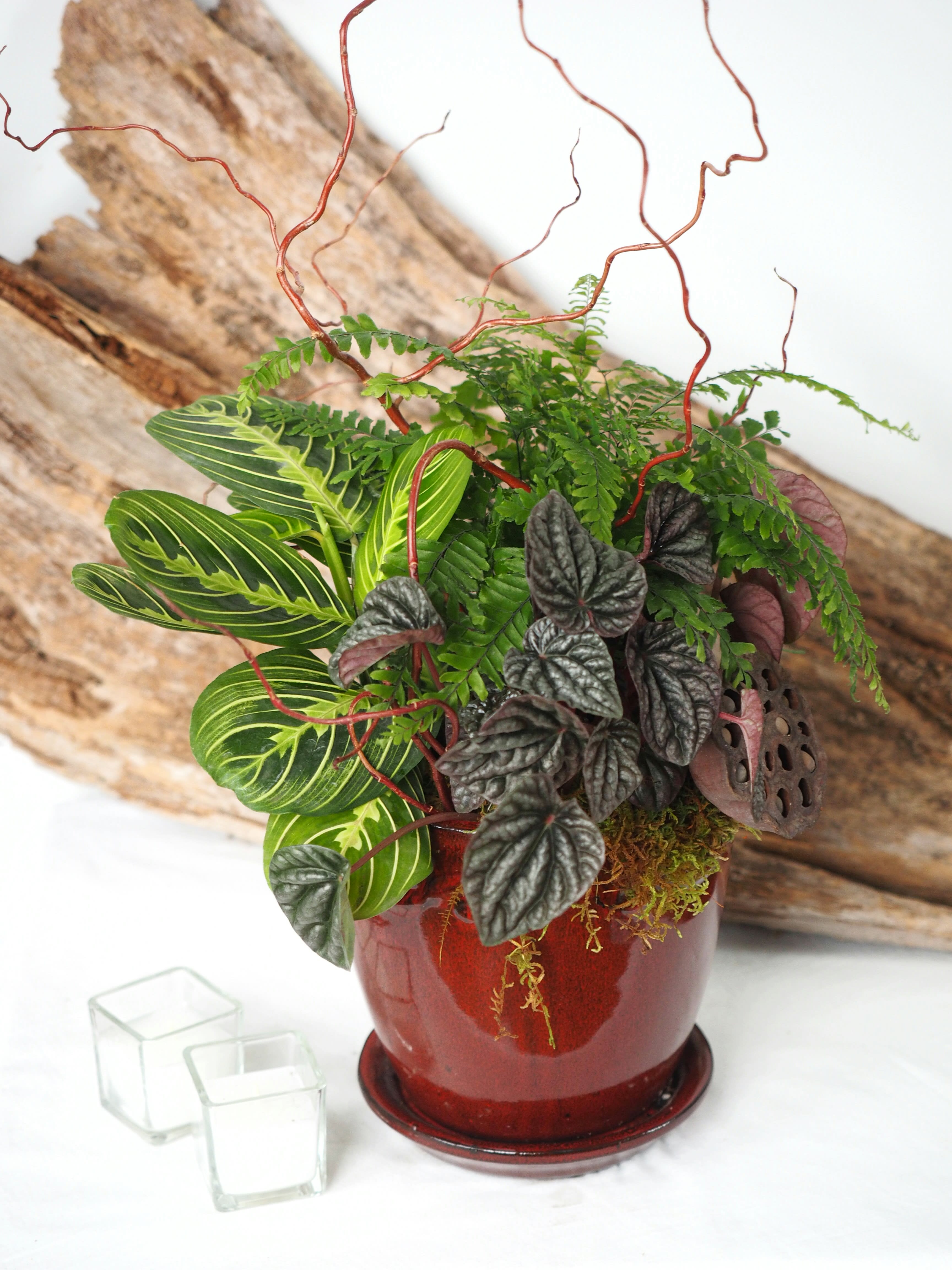 Adrian  - A trio of low to medium light tropical plants with decorative finishes of curly willow, fresh green sheet moss, and a dried lotus pod. Planted in a glazed ceramic pot with attached saucer.  Every planter is delivered with care instructions. 