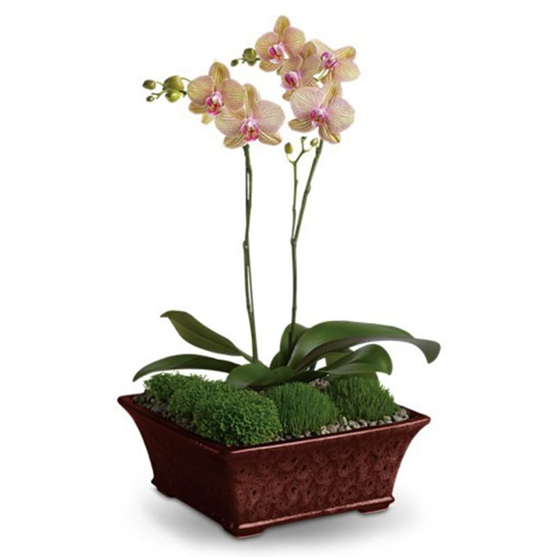 Divine Orchid Divine Orchid - What could possibly be more divine than one lavender phalaenopsis orchid delivered to your door? Two, of course! Two miniature lavender phalaenopsis orchids are delivered in a dazzling brown footed planter. Divine? Definitely! Orientation: N/A All prices in USD ($) Standard T99-1A