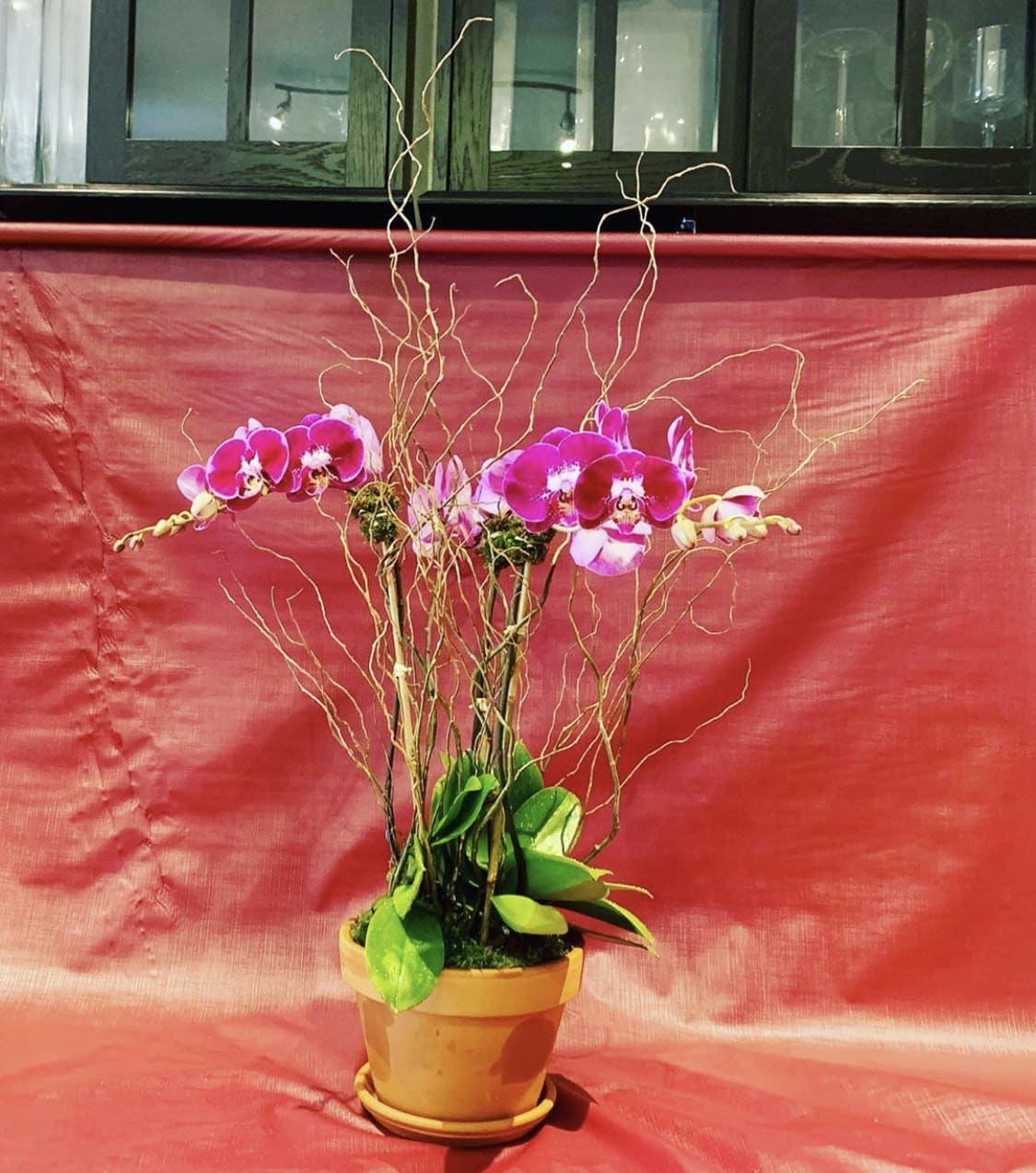 Custom purple phalaenopsis orchid planting with moss raffia, bamboo &amp; curly willow - Custom purple phalaenopsis orchid planting with moss raffia, bamboo &amp; curly willow in terracotta pot.  *Regular is triple stem *Deluxe has 4 stems