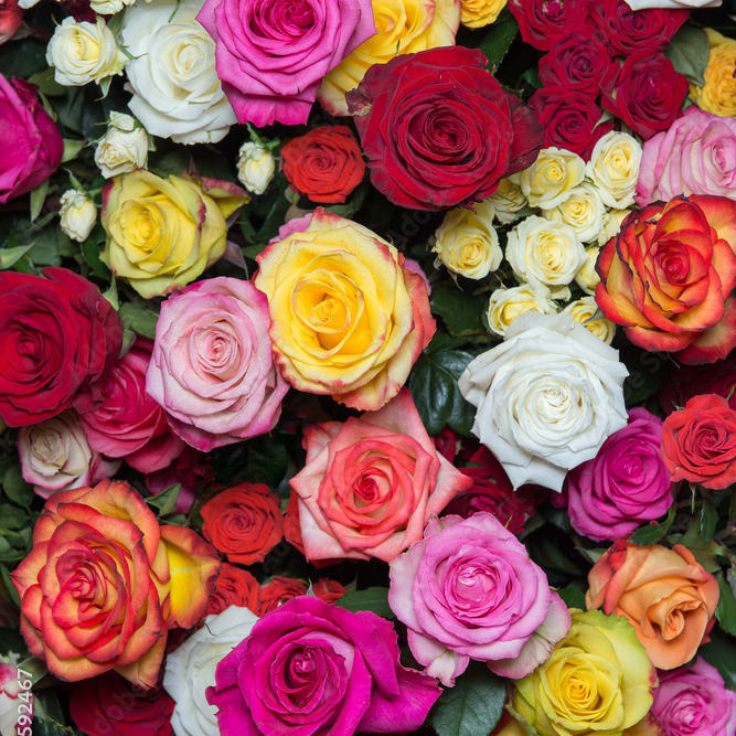 Valentine's MIX Color roses - You choose, we create!  By selecting the number of roses, our designer's expertise will work to create an ideal rose arrangement for you. 