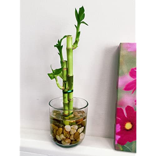 How to Care For a Lucky Bamboo Plant- Ferns N Petals