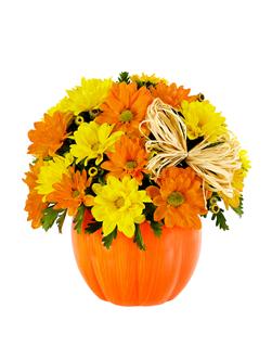 Daisy Pumpkin Patch - Product ID: BF272-11KMP