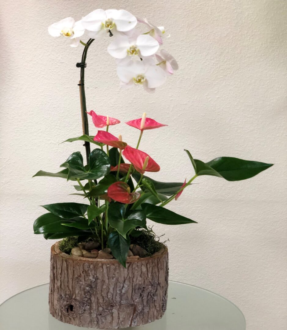 WHITE PHALAENOPSIS ORCHIDS AND PINK ANTHURIUM WHITE PHALAENOPSIS ORCHIDS AND PINK ANTHURIUM - "They’re beautiful upon arrival, and what’s even more beautiful is that these amazing plants are easy to take care of, and can blossom for months. Accented with a pink anthurium will brighten someone’s day. Grace. Beauty. Health. And love. These are just some of the lovely qualities attached to the exquisite orchid. So, imagine the effect of receiving these stunning orchid plants all at once. Magical, right? These brilliant phalaenopsis orchids are surrounded by white river rocks and delivered in a unique crème ceramic, wood or bamboo pedestal planter. Give someone the royal treatment! • Set: N/A • All prices in USD ($) • Standard"