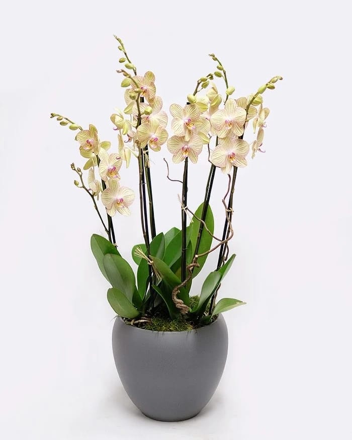 Cheerful Orchids - A majestic orchid arrangement featuring a flurry of fabulous yellow and pink phalaenopsis orchids. The multi-stemmed orchid plant is set in ceramic planter, complementing its long, velvety leaves of emerald. It is also adorned with natural Kiwi Sticks and green moss