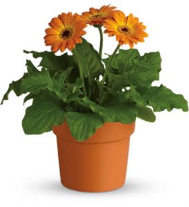 Rainbow Rays Potted Gerbera - Orange - Distinctly pretty and cheerful, the orange gerbera is a shining gift to send. Easy on the wallet, easy to take care of and super easy to love!  A flowering gerbera is delivered in a charming terra-cotta pot. These orange rays guarantee brighter days.  Approximately 11&quot; W x 11 1/4&quot; H  Orientation: N/A  As Shown : T95-3A