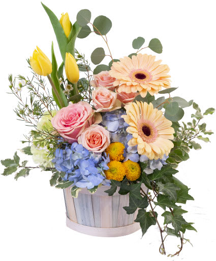 SPRING MORNING BASKET ARRANGEMENT  - A fresh mix of seasonal flowers, Spring Morning is a beautiful pastel basket arrangement. A pillow of blue hydrangea nestles with peach gerberas and two varieties of light pink roses while yellow tulips rise like the morning sun. Add a little bit of spring to your home today! 