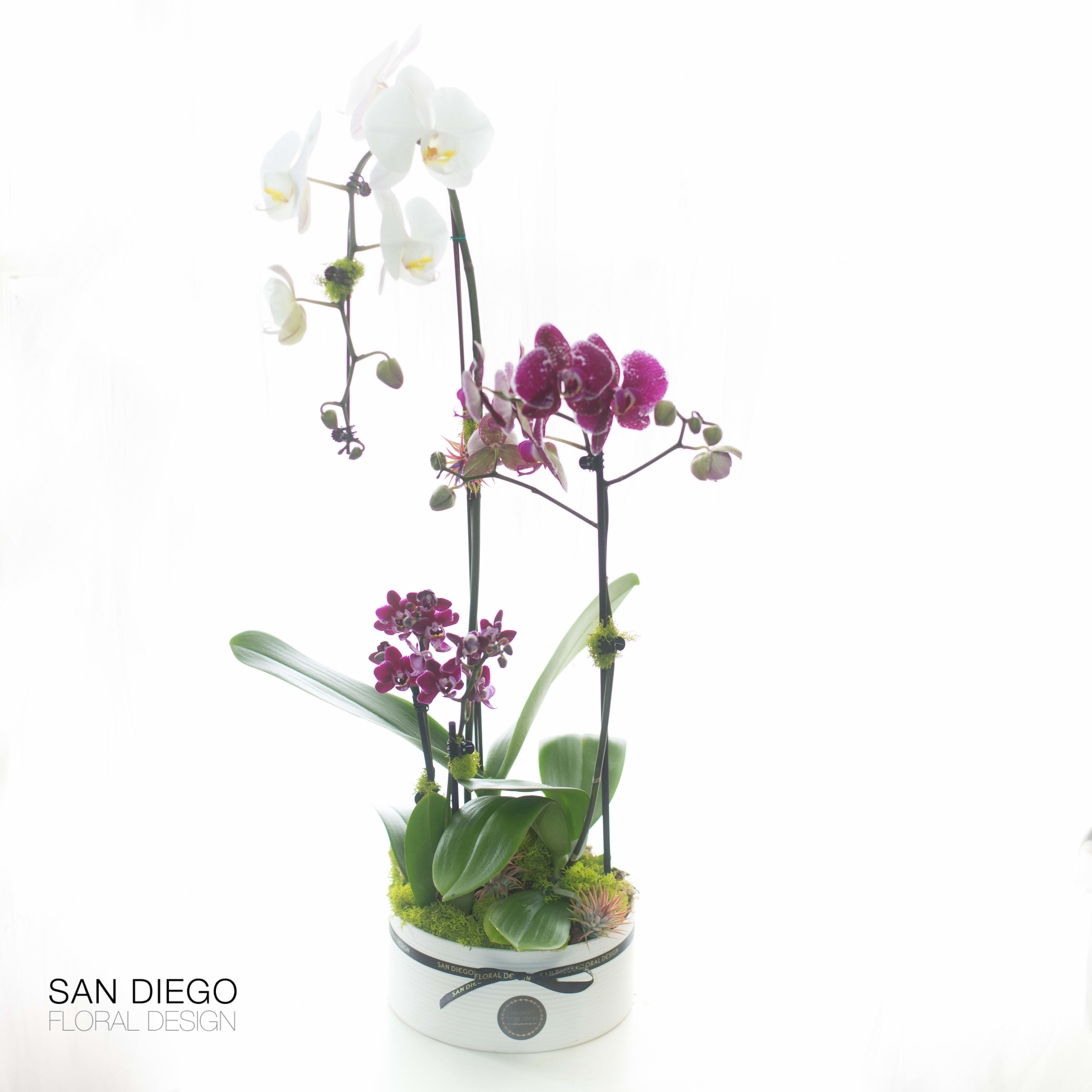 Orchid Garden  - White and purple orchids arranged in a white ceramic container accented by moss and air plants 