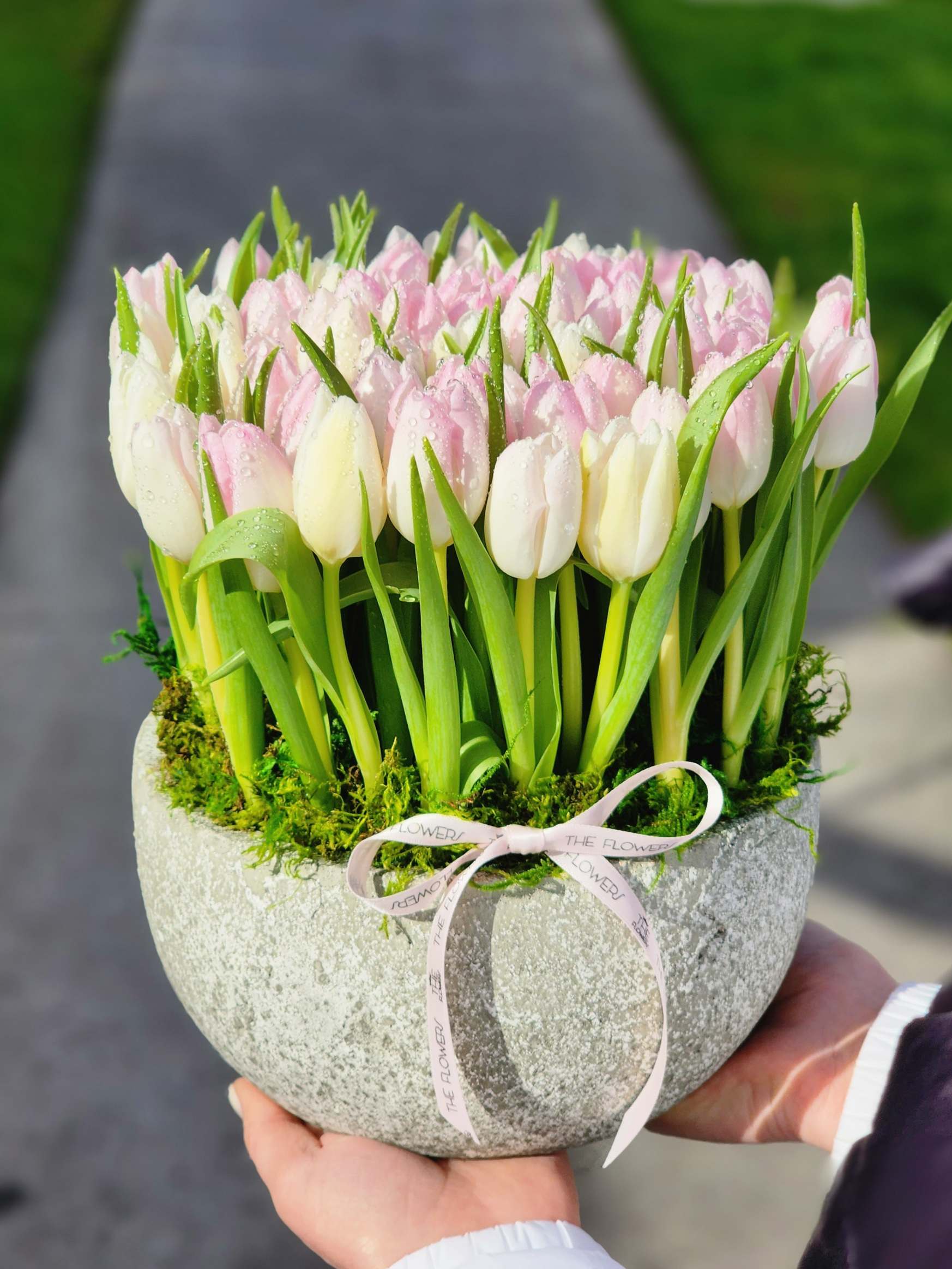 Charming Spring Tulips - In the hands of experienced florists The Flowers,  tulips  turn into a real work of art. 70 soft pink tulips in a cement vase looks luxurious and festive.  We assure you that everyone will be delighted with such a gift!