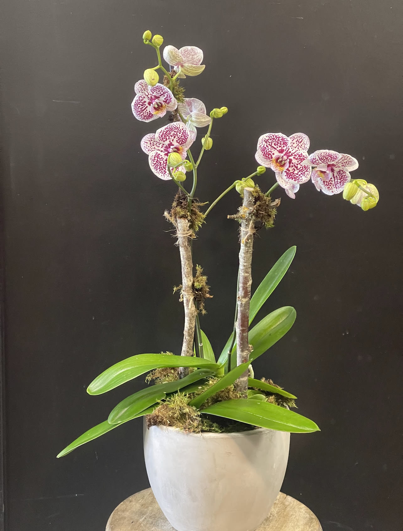 In the Foothills orchid In the Foothills orchid - Double stemmed orchid plant beautifully styled in cement pot with lichen branches