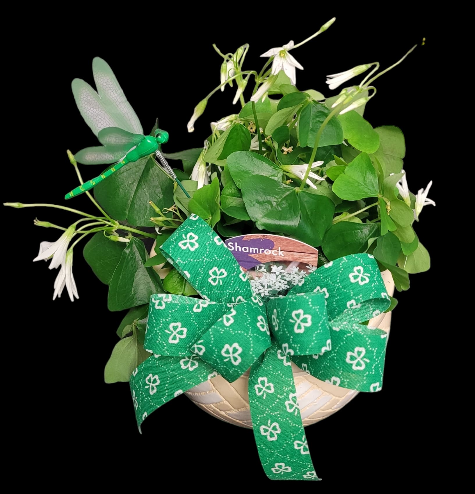 Lucky Shamrock plant by Maddy's Old Town Flowers