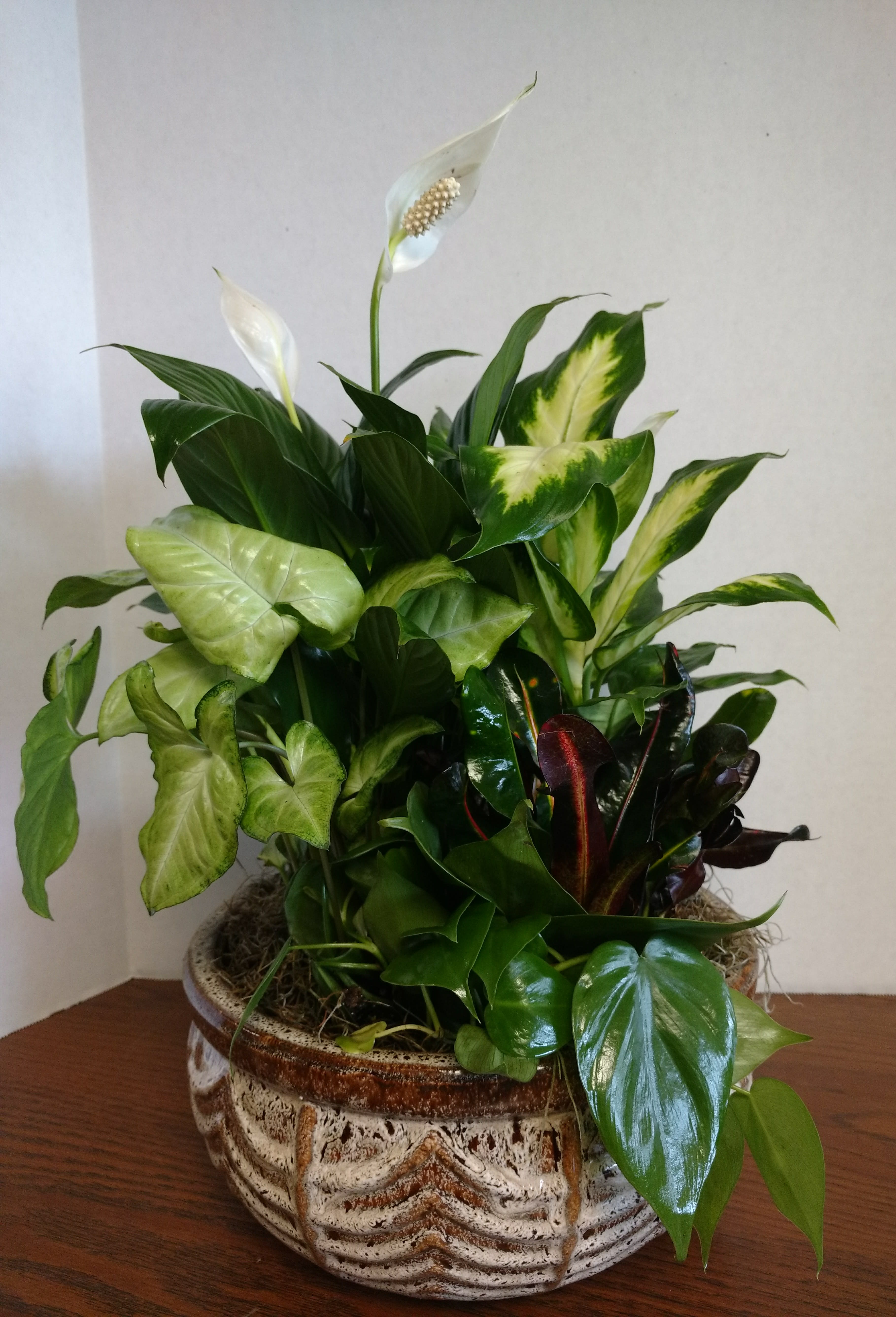 Lush Dish Garden - Full and Lush assorted house plants in a stylish ceramic container. Easy care for the perfect gift for sympathy,  just because, get well and more.  Additional fresh blooms and ribbon to finish out the occasion.  Ceramic containers may vary