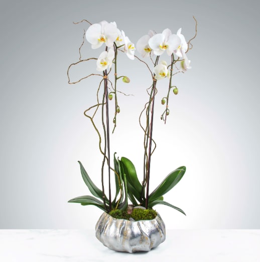 Two Stem Orchid Planter by BloomNation™ - Two stems of phalaenopsis orchids in a silver pot. A gift that is sure to impress in any situation.  APPROXIMATE DIMENSIONS: 12&quot; W x 32&quot; H