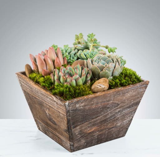 Succulent Box by BloomNation™ Succulent Box by BloomNation™ - The perfect desk or table accessory, this succulent box features four 4 inch succulents and an assortment of decorative rocks. Perfect for birthdays, Father's Day or sending post promotion or job hire. APPROXIMATE DIMENSIONS: 8" W x 7" H