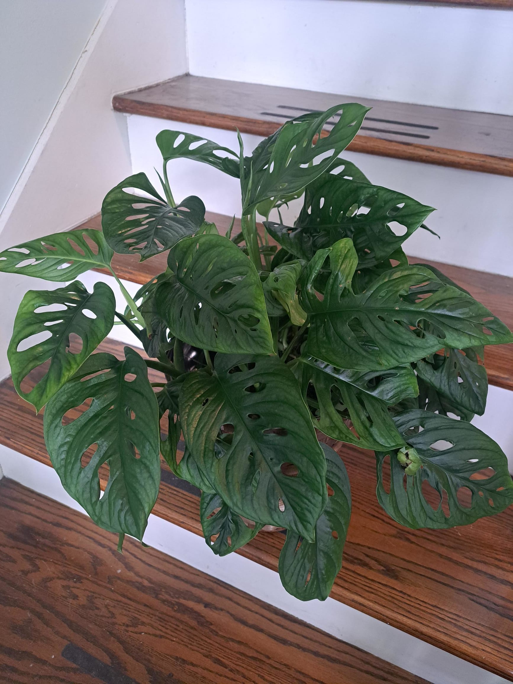 Swiss Cheese Monstera in Greenville, SC Dahlia a Florist