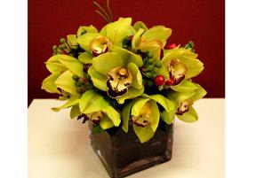 Cornwall Dreams - Simple long lasting Cymbidium orchids.