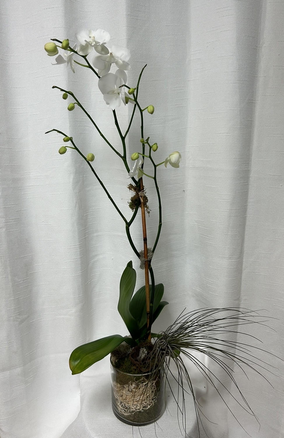 Elegant Orchid Plant (Any Color) by Exceptional Flowers & Gifts