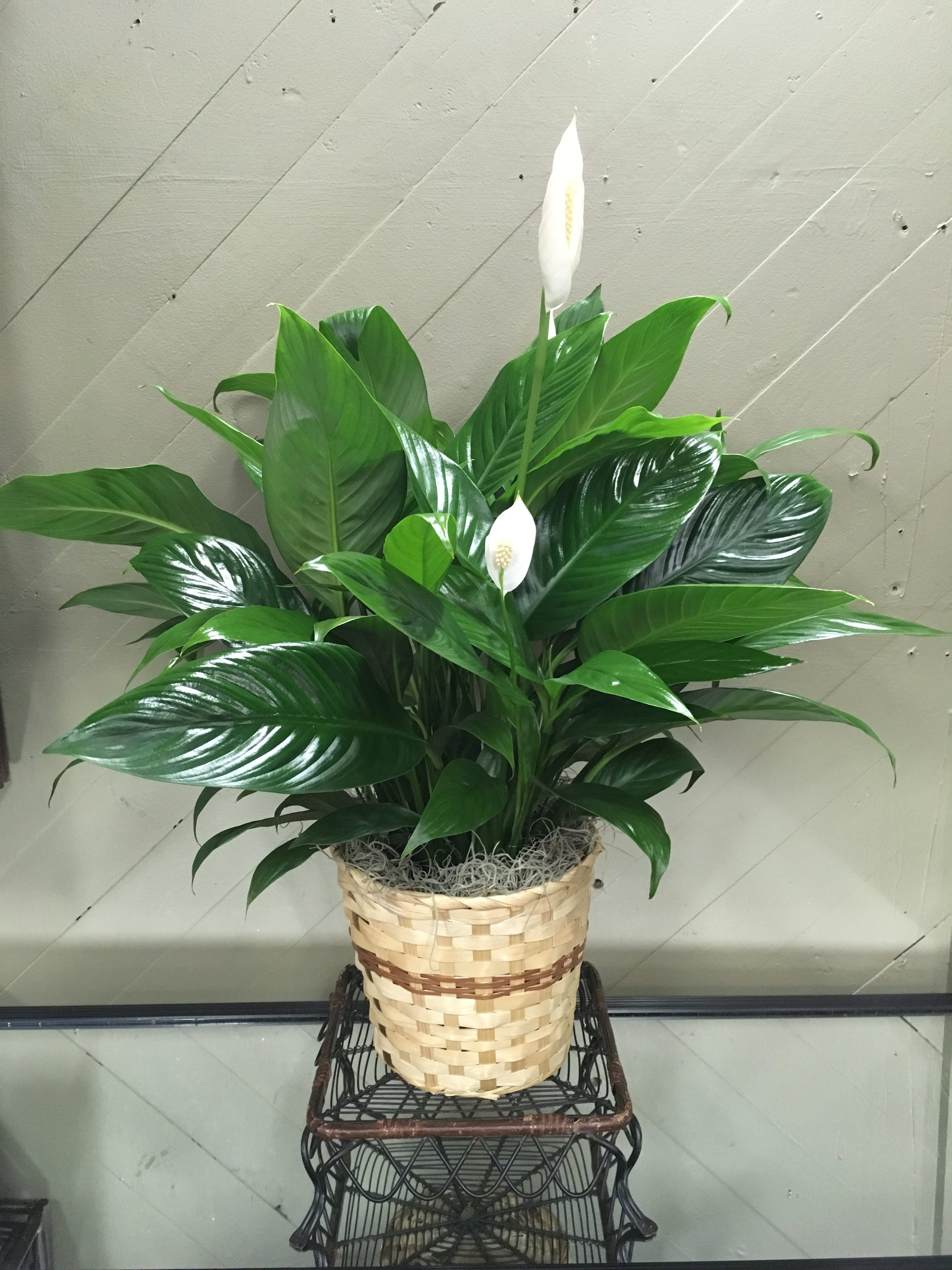 Indoor plant. 6&quot; container with basket. - 6&quot; container indoor plant for the home. Varieties available may include Spathiphyllum, Arboricola, Aglaonema, or Pothos.