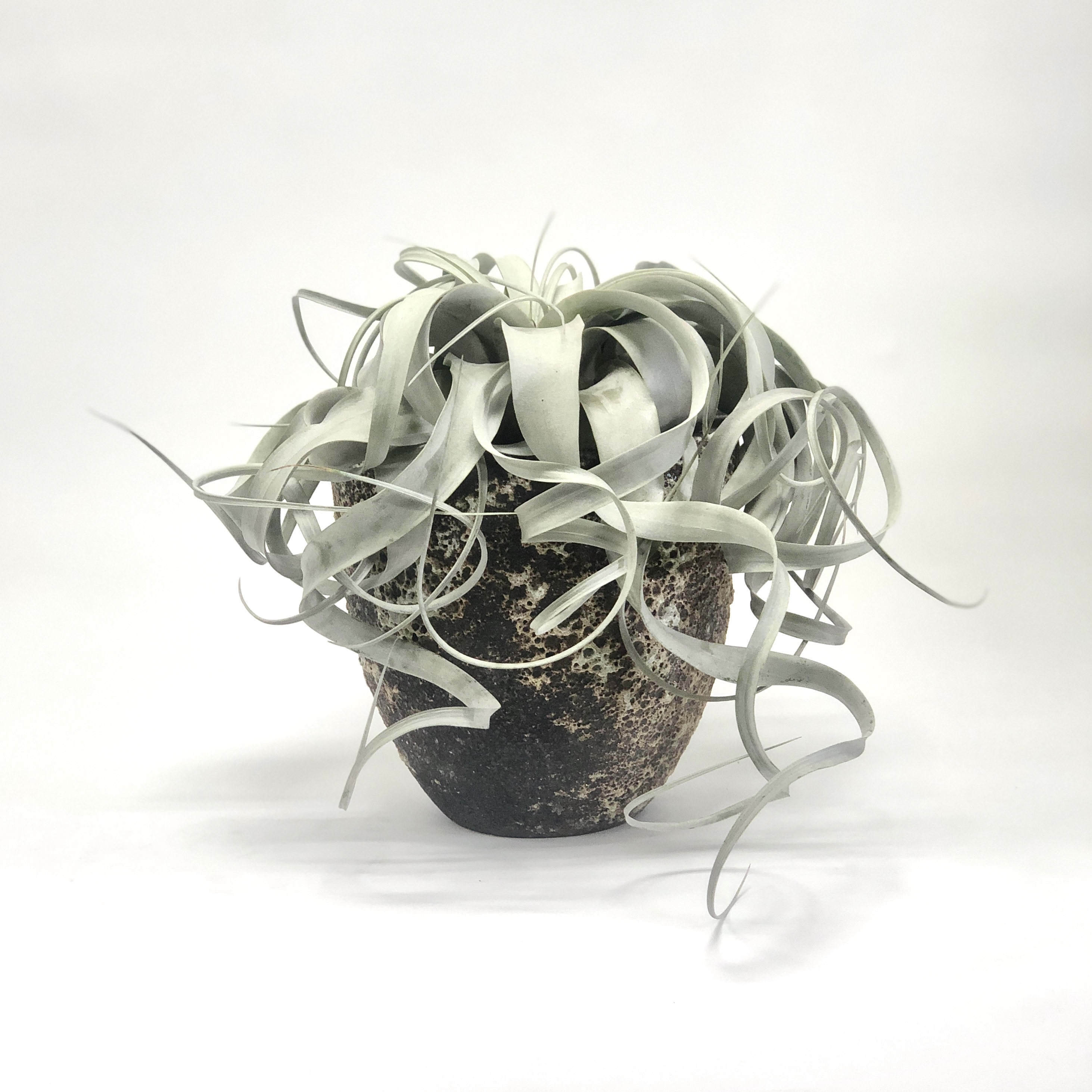 Xerographica On Rustic Pot - A large air plant placed on a rustic pot (7.5&quot;x7.5&quot;)
