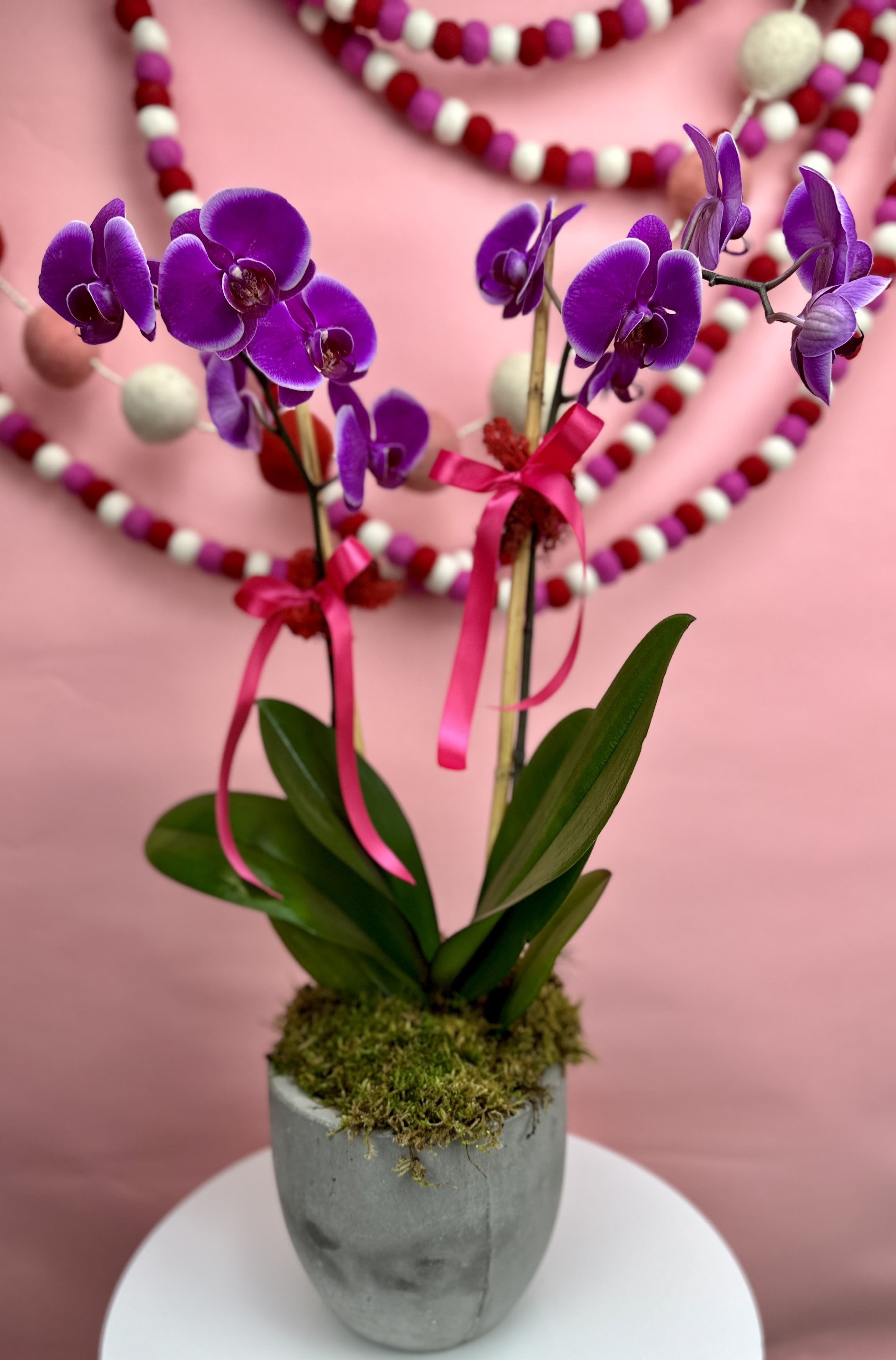 It Takes Two Orchid - This luxurious plant will be such a sweet surprise to your special someone! A gorgeous violet phalaenopsis orchid arrives styled to perfection in a modern cement container with accents of red moss and pink bows. 