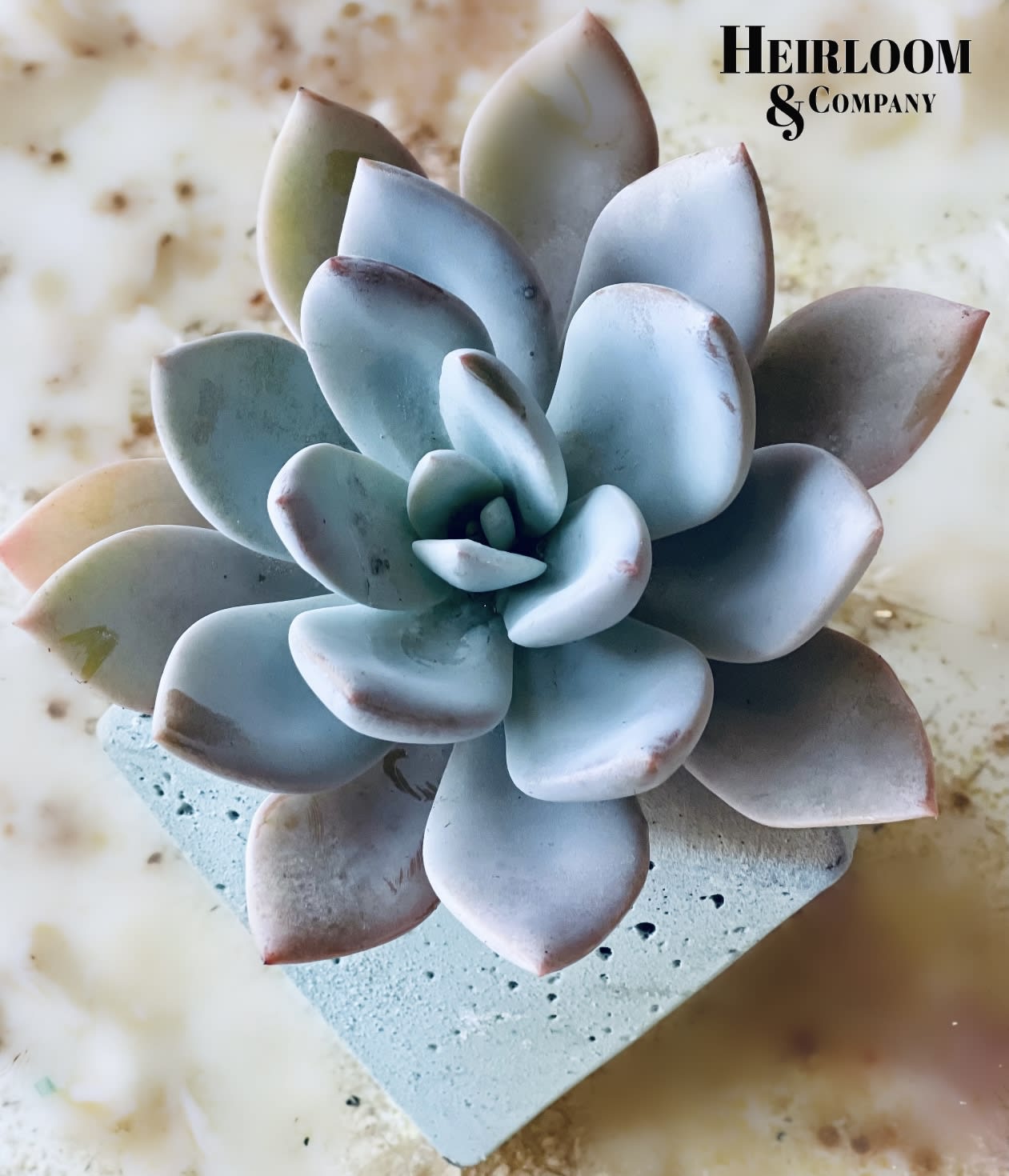succulent Bubble - Echeveria Grosso succulent potted inside a geometric cement container. 
