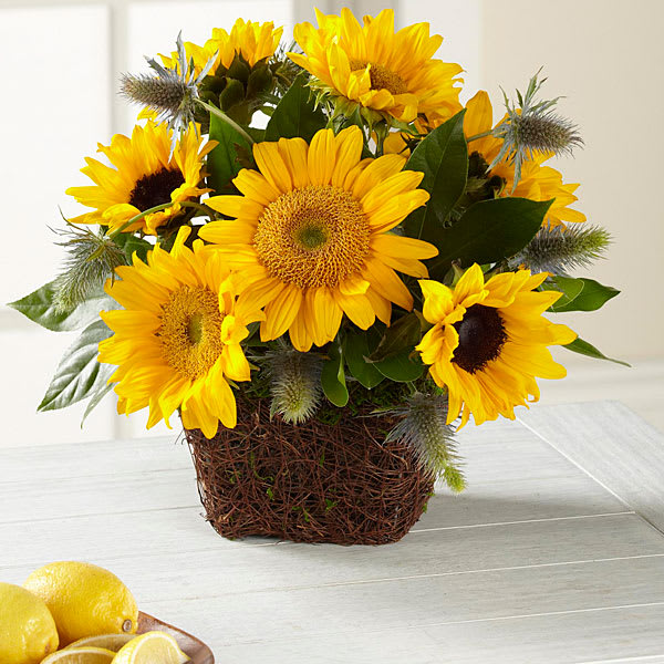 The FTD Perfect Sun Bouquet - Bold full of energy and light and ready to brighten your recipient's day this gorgeous flower bouquet has been arranged just for you to help you create a special moment they will never forget. Sunflowers and mini sunflowers are the stars of this flower arrangement showcasing both yellow and brown centers to add interest and texture. Accented with sea holly stems and an assortment of lush greens while situated in a vine and moss planter to give it a rustic edge that is trend forward and altogether stunning this unique flower arrangement is set to celebrate a birthday express your thanks and gratitude or offer your congratulations wishes. GOOD bouquet includes 7 stems. Approx. 12&quot;H x 12&quot;W. BETTER bouquet includes 11 stems. Approx. 14&quot;H x 14&quot;W. BEST bouquet includes 15 stems. Approx. 15&quot;H x 15&quot;W.