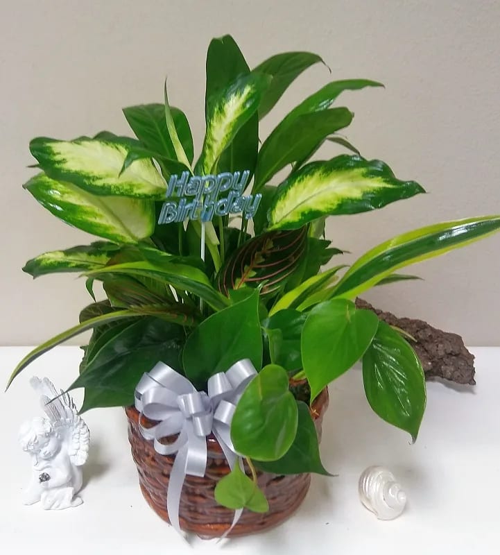 Tropical Dish Garden  - Assorted foliage plants in a ceramic planter 