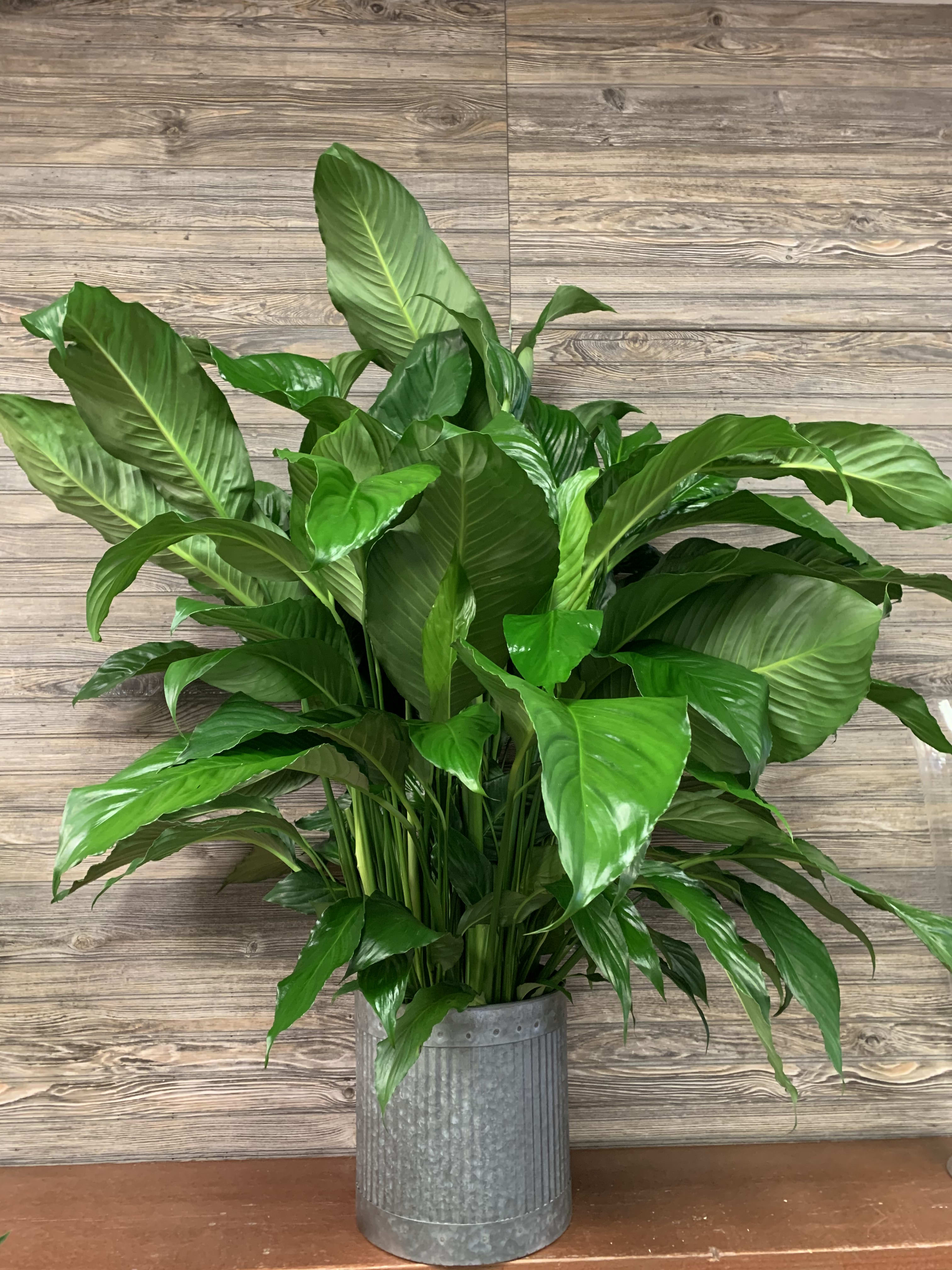 Large Peace Lily in Metal in Beachwood OH Paradise Flower Market