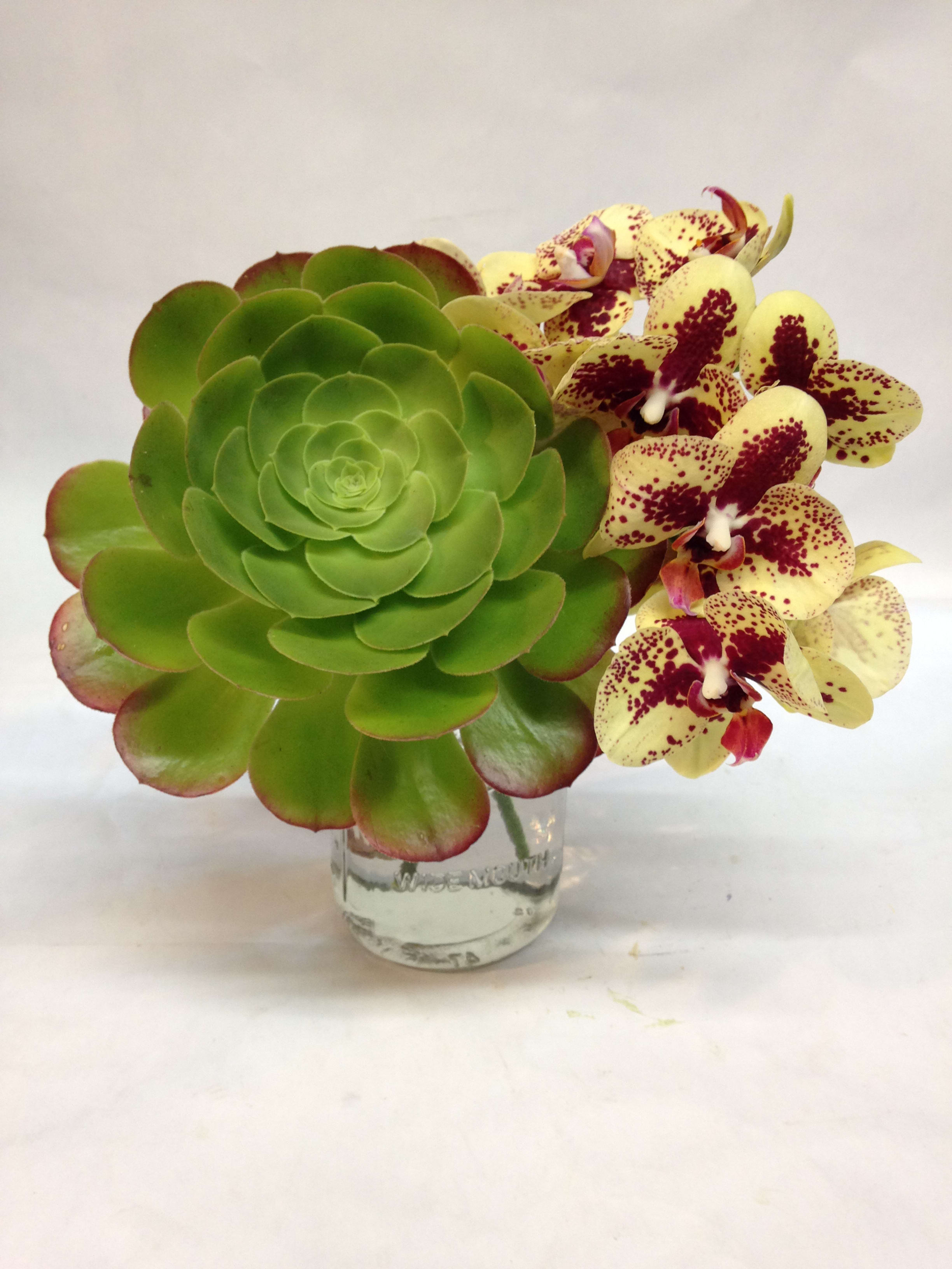 Exotic orchid 2024