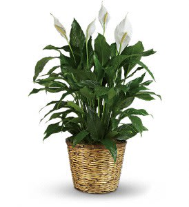 Simply Elegant Spathiphyllum - Large - When you want to make a big impression, sending a beautiful spathiphyllum that reaches almost 40&quot; is practically heaven sent. With its glossy leaves and brilliant white blossoms, this plant is super easy to care for. At the same time, it cares for indoor environments as well, cleansing the air of several toxic elements. It's simply elegant and simply wonderful. This large spathiphyllum is delivered in a charming 12&quot; basket. Tall is a great call!