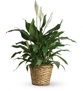 Simply Elegant Spathiphyllum - Medium - Known for its indoor beauty and ability to clear the air of contaminants, this brilliant green plant with dazzling white blossoms makes a perfect gift for almost any occasion. low-maintenance. High quality. Bet you never knew delivering elegance could be this simple. This spathiphyllum comes in an 8&quot; woven wicker basket. It's a great medium for delivering vitality.
