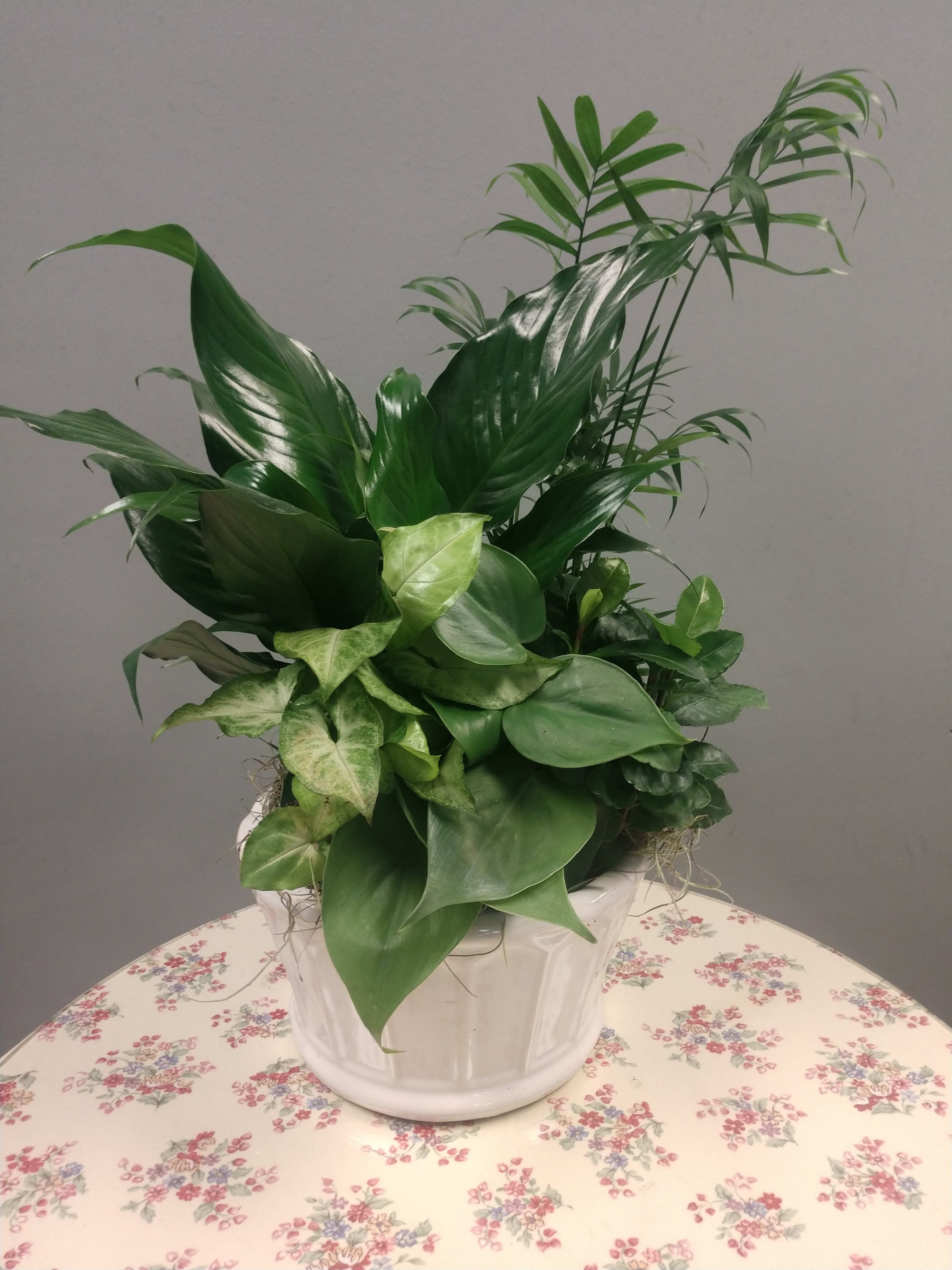 Medium Dish Garden Medium Dish Garden - 7"- 8" dish garden containing a variety of easy to care for green plants. ***Actual container and plants will vary based upon availability.