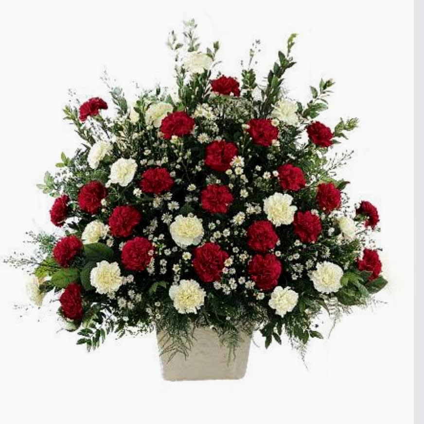 The Devotion Arrangement - Red carnations and white carnations are accented with white Monte Casino in this traditional arrangement. A variety of greens adds texture and fullness to the design. A one-sided composition this is appropriate to send to the funeral home or service.