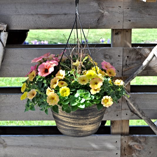 Hanging Petunia Basket by Blue Moon Florist