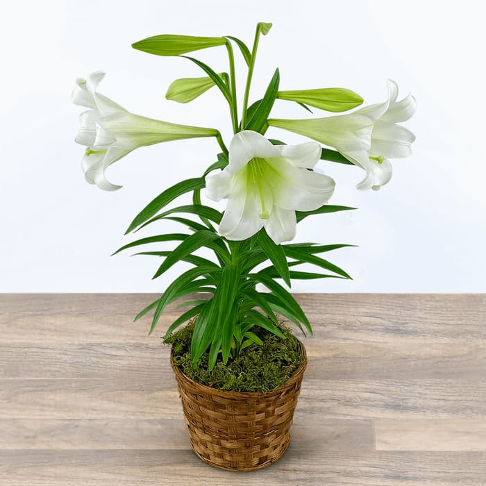 Easter Lily Plant in NJ | North Jersey Florist