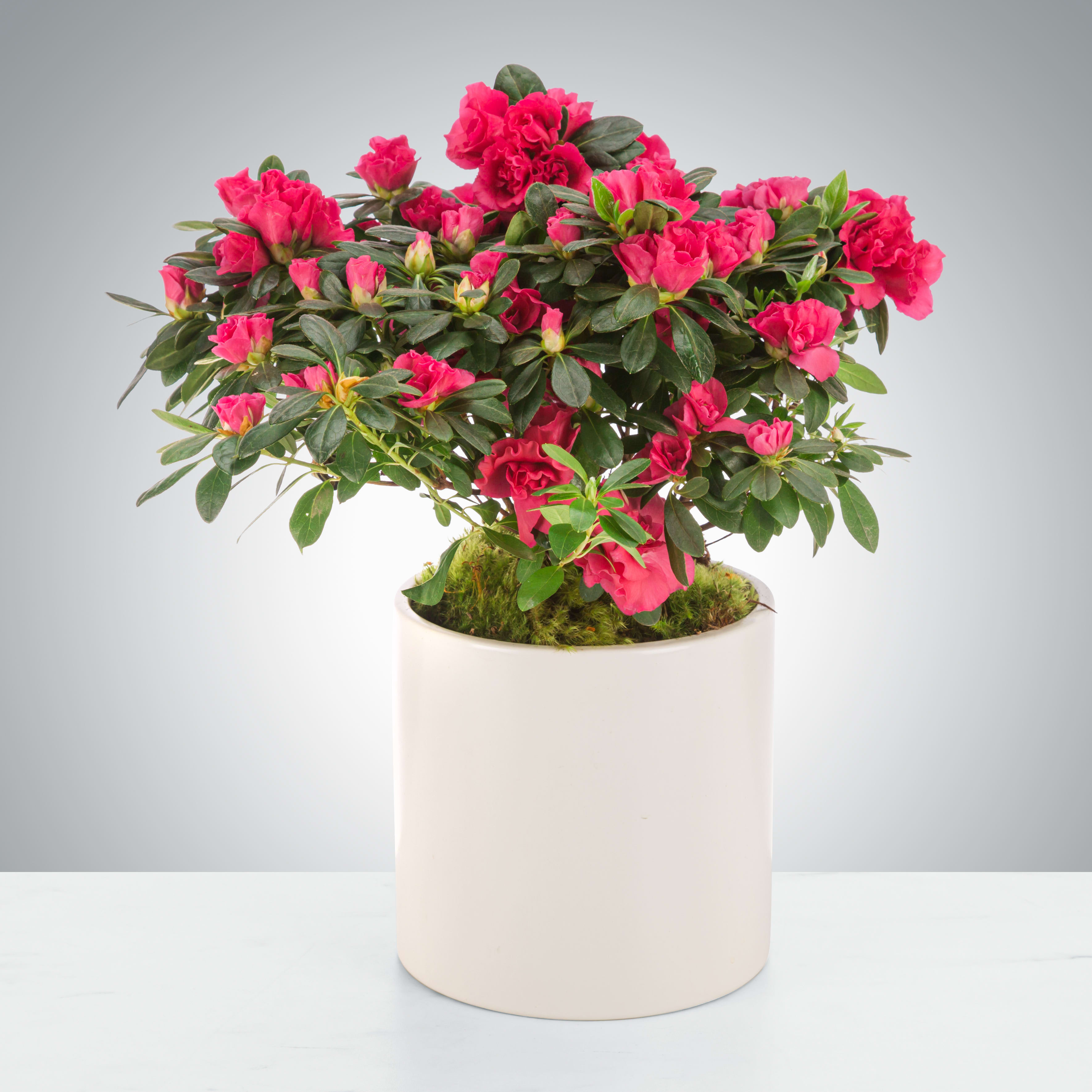 Azalea Plant by BloomNation™ - A cheerful way to light up a room, azaleas like filtered light and frequent watering. They symbolize love and gentleness so send them to somebody you appreciate and care for.
