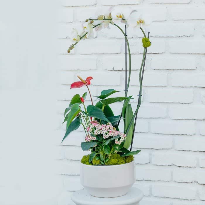 Mother's Day White Orchid Dish Garden Mother's Day White Orchid Dish Garden - Our White Orchid Dish Garden is a beautiful way to express love and gratitude on Mother's Day. Arrangement features two white orchid stems, laceleaf, and kalanchoe accented with vibrant green spanish moss.