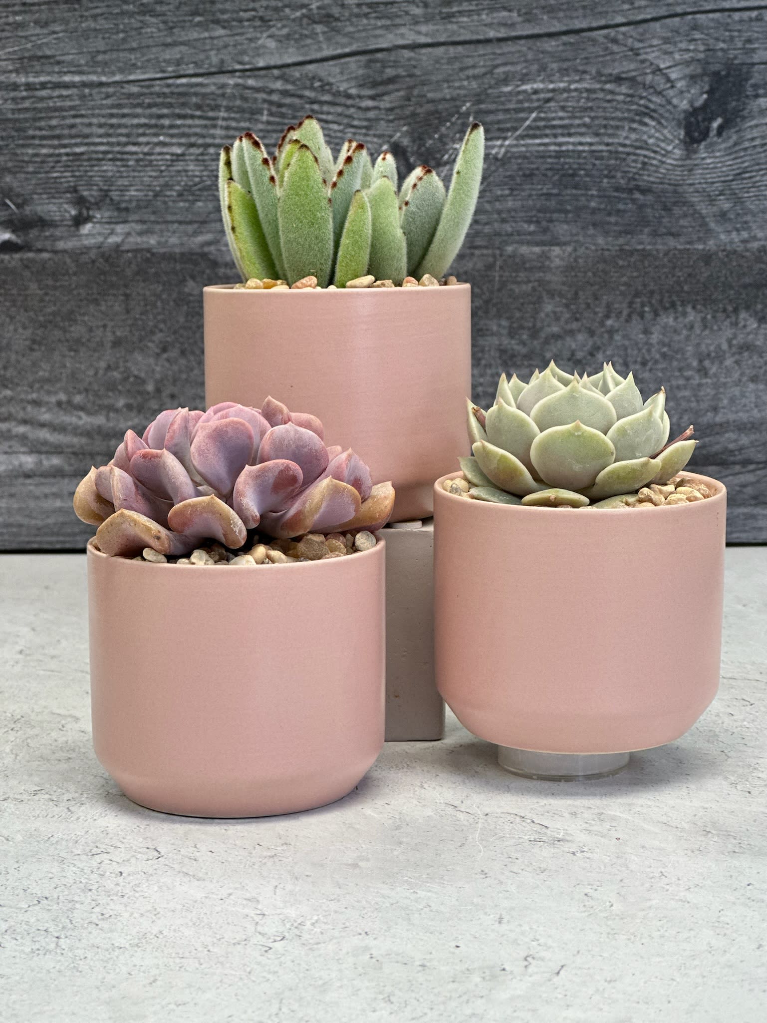 Love Triangle - Succulent trio in ceramic pink cylinder pot (4”x4” no drainage hole) Succulents may vary