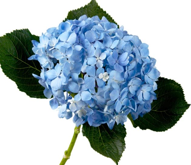 Blue Hydrangea 5 Stem Bunch in West Palm Beach, FL Flagler Floral Co.