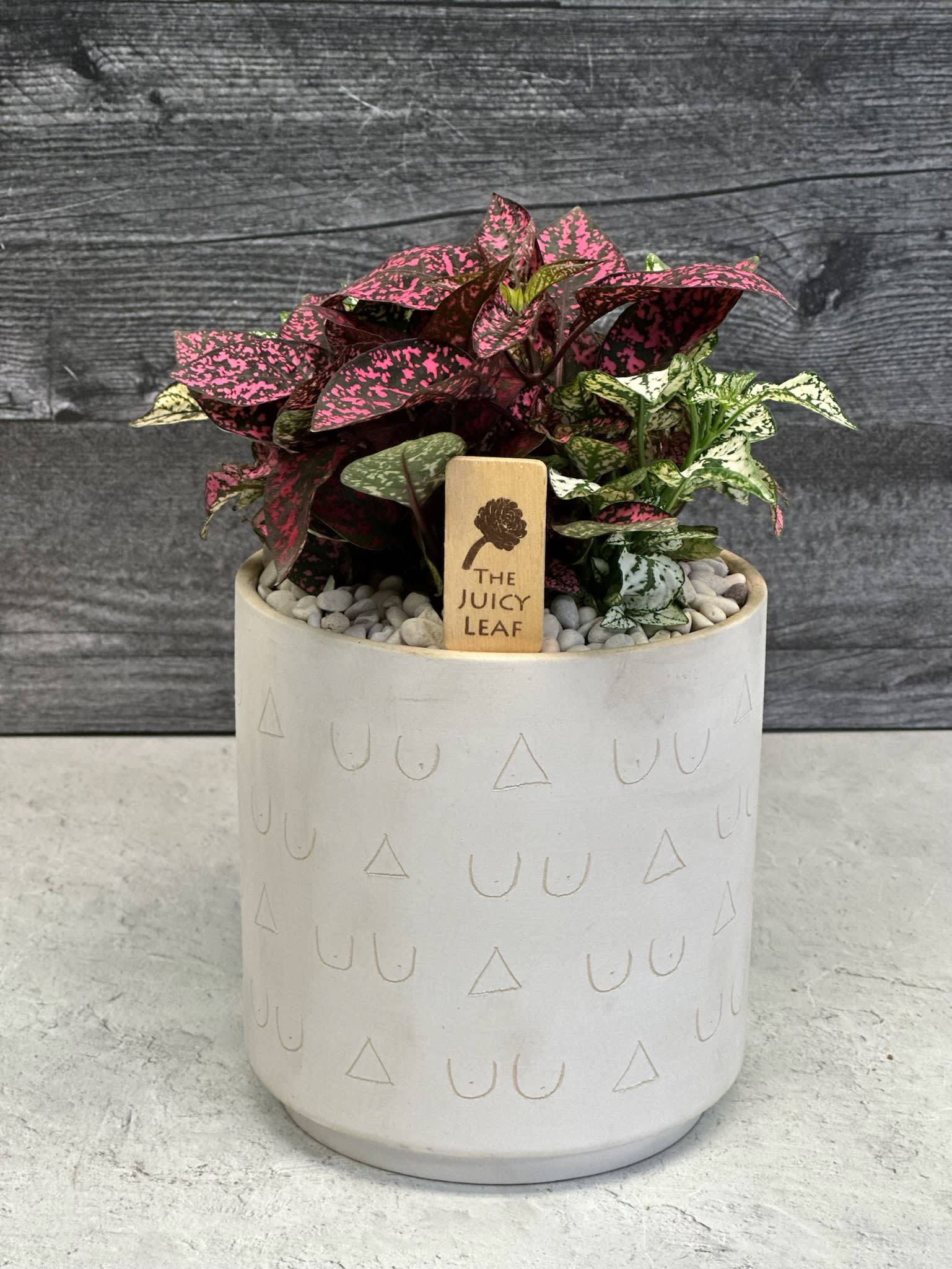 Polka Dot - A beautiful polka dot plant in ceramic cylinder pot (6” x 6” no drainage hole). Perfect indoor plant, non toxic for pets and humans.