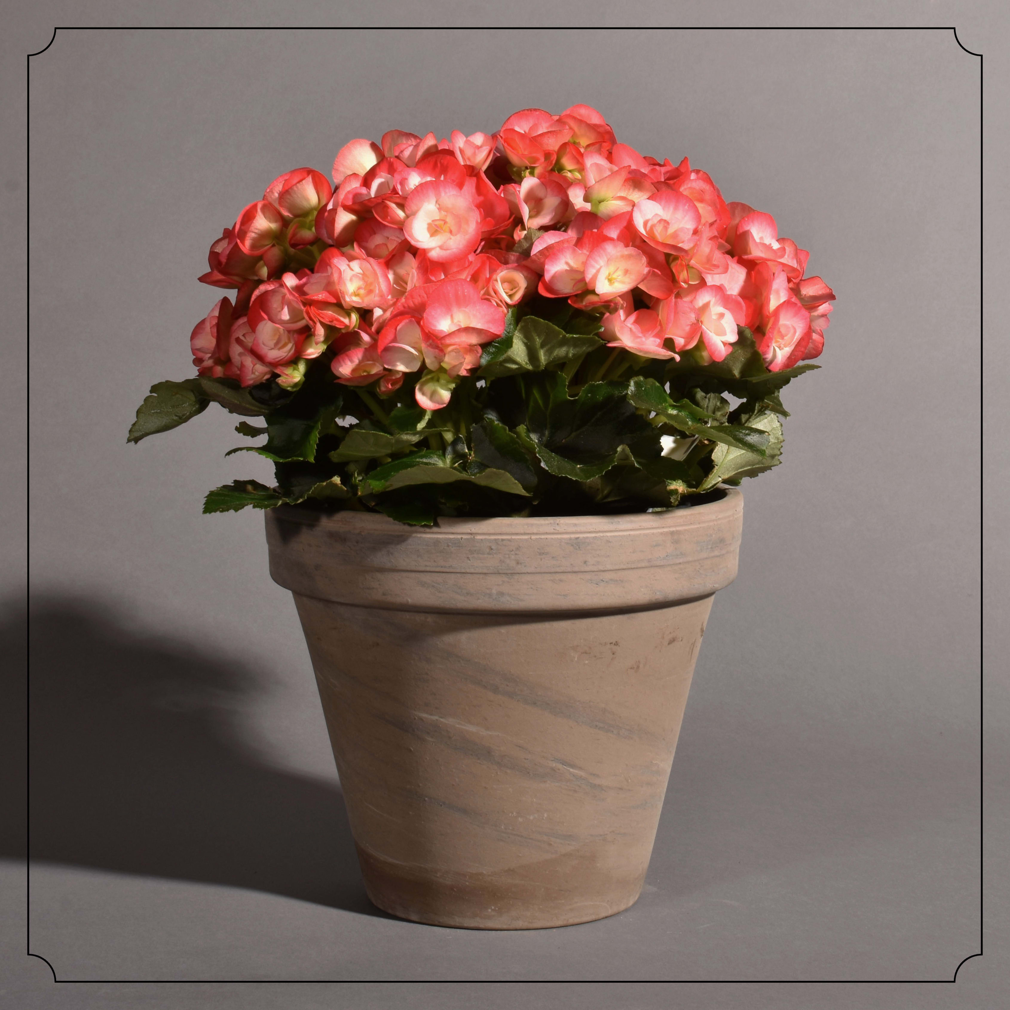 Begonia in Terra Pot in City, MO | Fiddly Fig