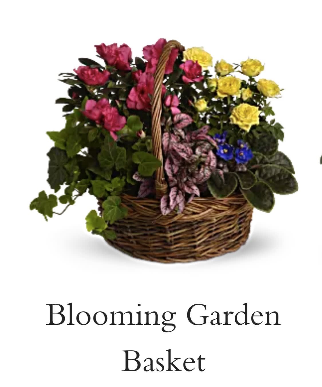 Plants basket 104 Plants basket 104 - Mixture of house plants