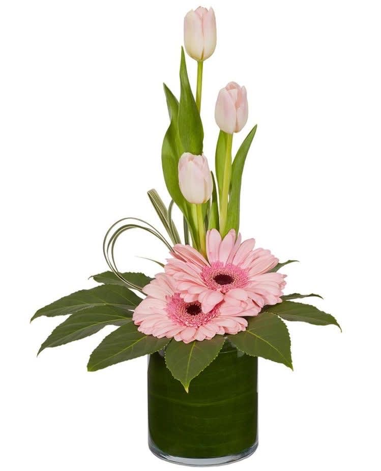 Gerber Daisies and Tulips  - A modern designed arrangement with tulips and gerbers (colors of choice)