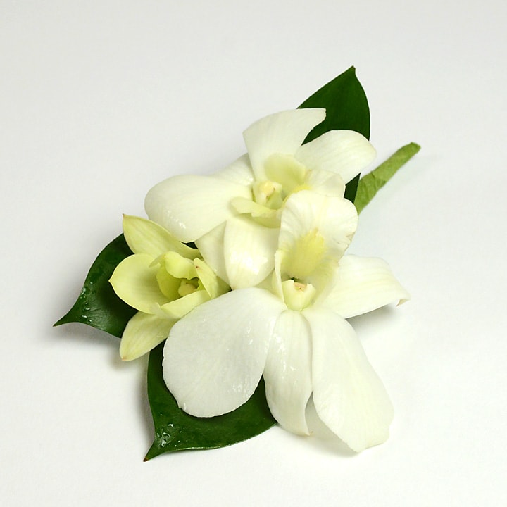 Eclipse Boutonniere  - White dendrobium Orchid boutonniere.