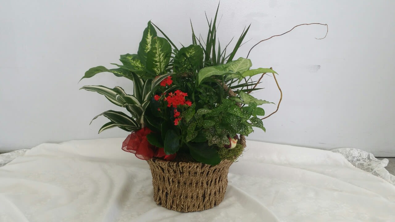  Lovely Home Garden - Lovely houseplant brings wonderful life into the home