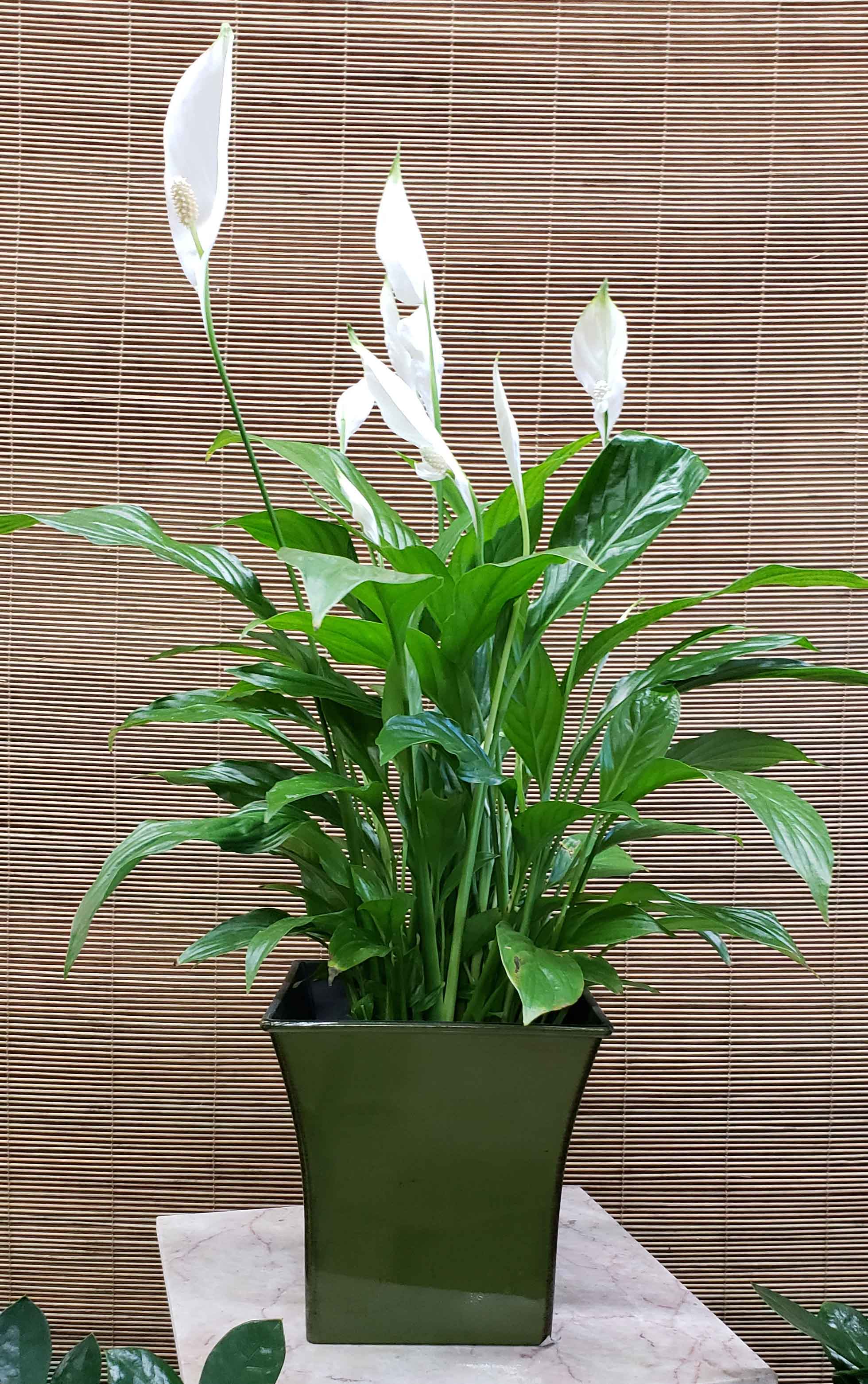 Peace Lily (WP-13), approximately 18