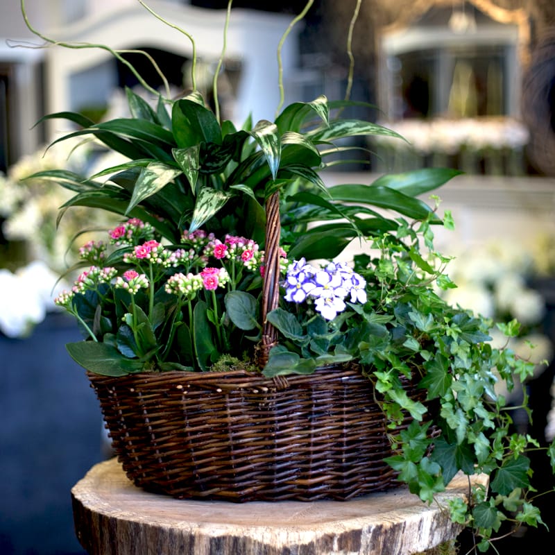 Plant Basket - A wicker basket filled with freshest green house plants