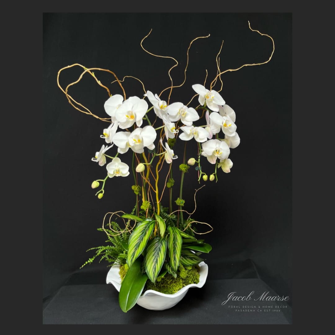 Brisa Blanca - 2 double stem white Phalaenopsis orchids, may include a mix of green plants, moss and curly willow on a white container.